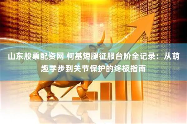 山东股票配资网 柯基短腿征服台阶全记录：从萌趣学步到关节保护的终极指南